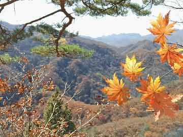 芳草地澳门免费资料大全的警惕虚假宣传-全面释义、解释落实